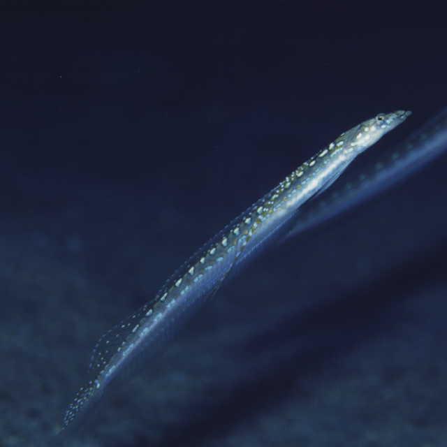 Trichonotus elegans